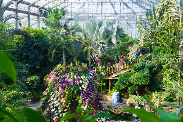 股票配资是怎么回事 万株热带兰花盛放“23℃花屋”  武汉植物园热带兰展冬日绘春