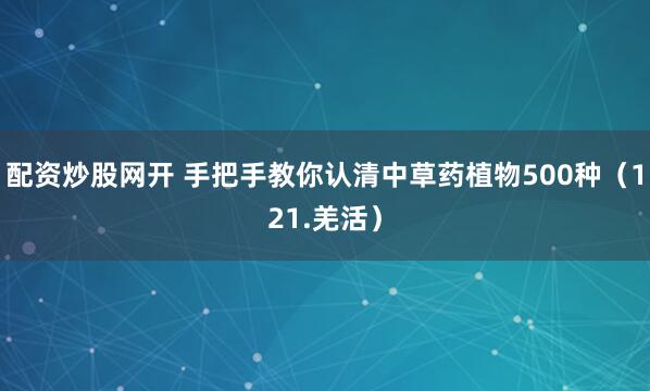 配资炒股网开 手把手教你认清中草药植物500种（121.羌活）